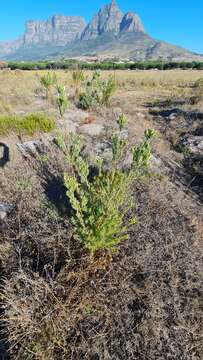 Imagem de Leucadendron floridum R. Br.