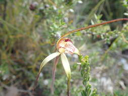 Image of Caladenia dienema D. L. Jones