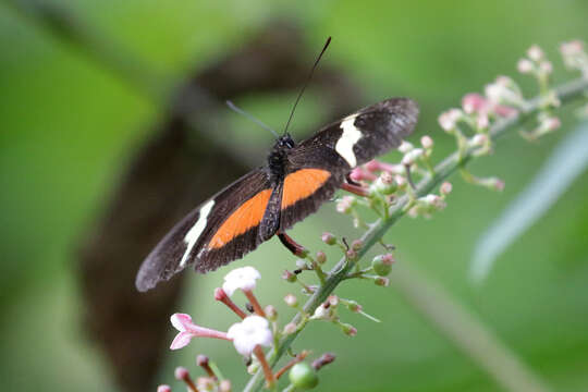 Image of Heliconius clysonymus montanus Salvin 1871