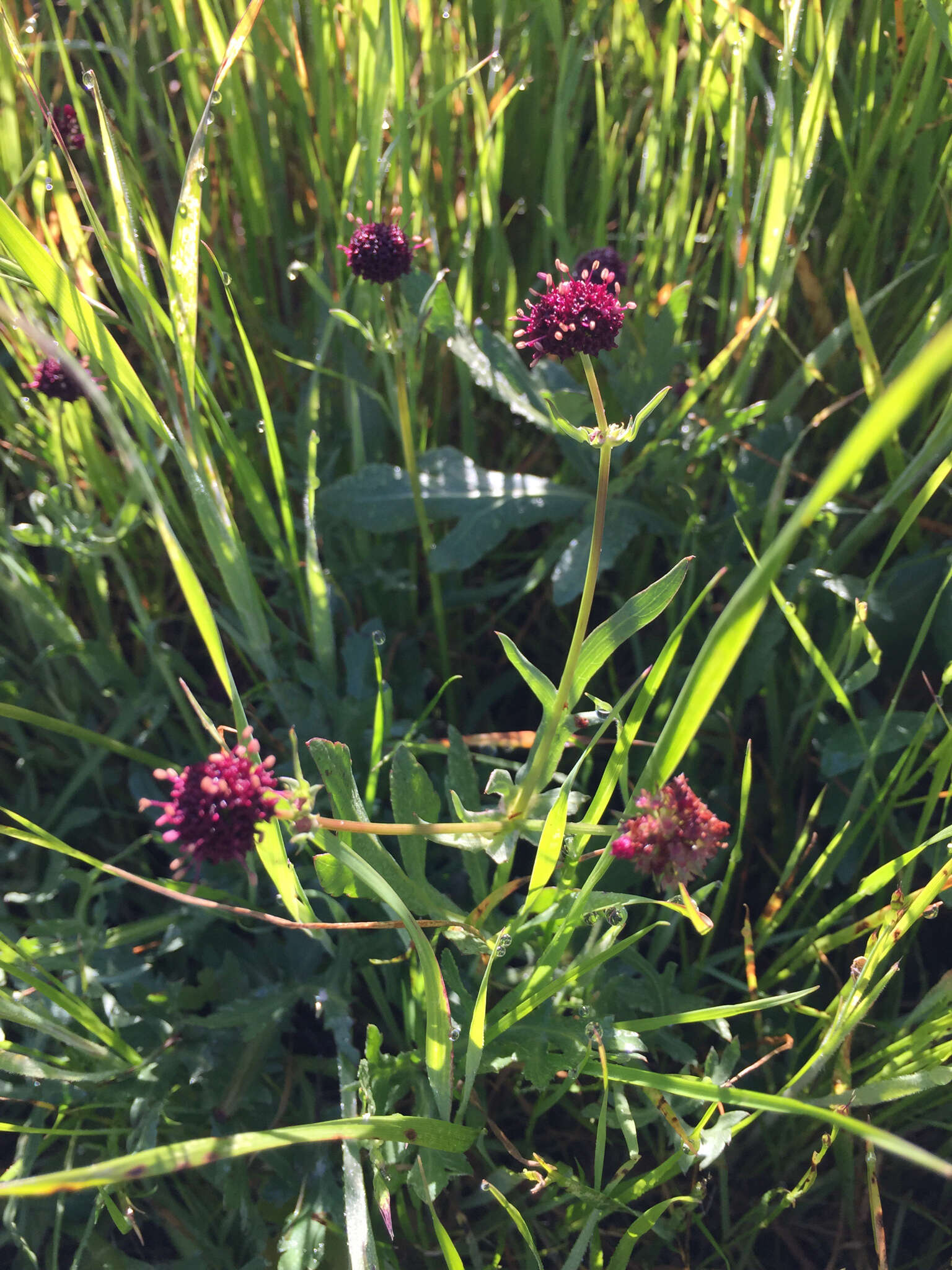 Image of purple sanicle