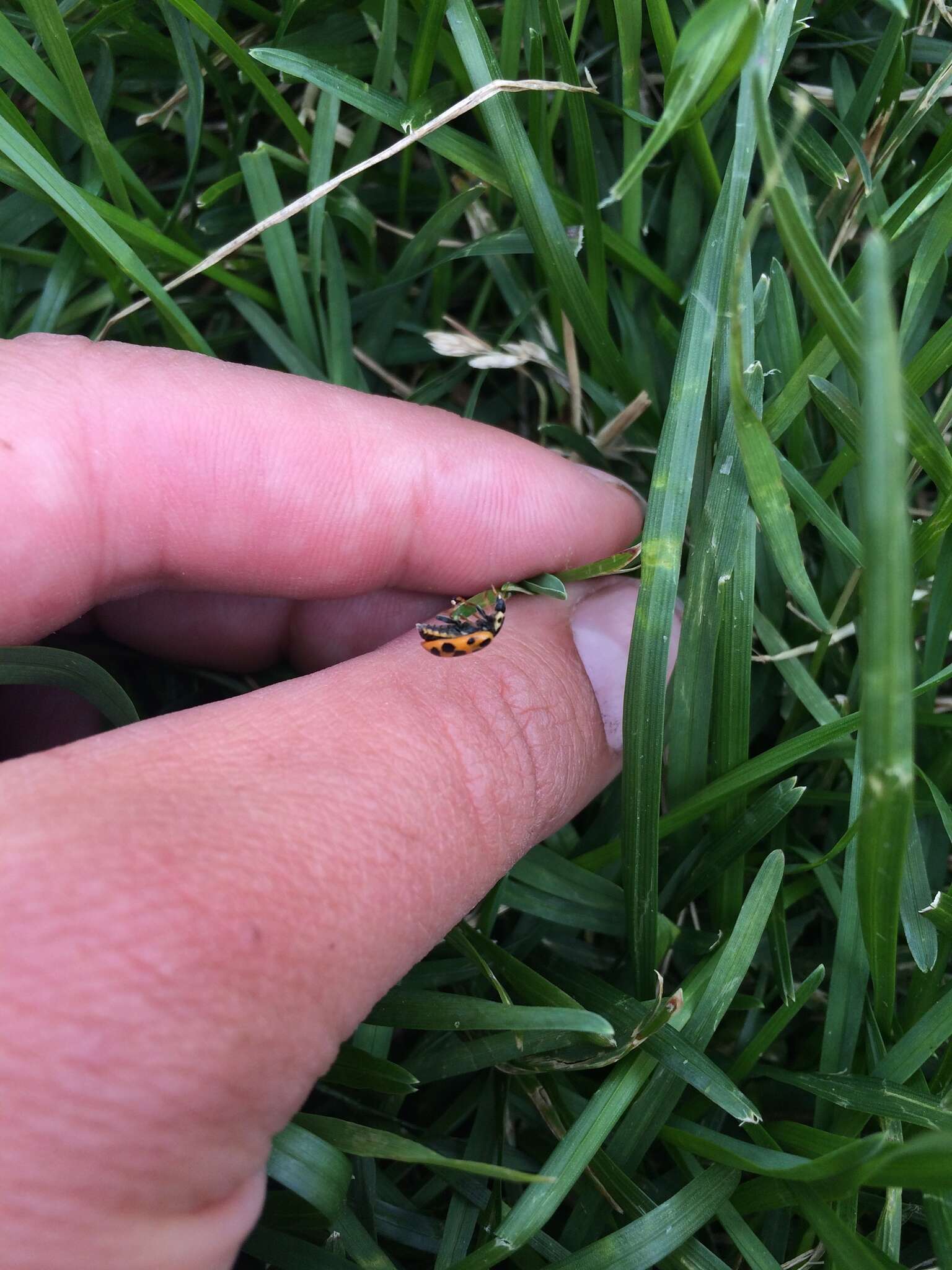 Image of 13-spot ladybird