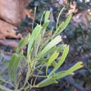 Image of Searsia rimosa (Eckl. & Zeyh.) Moffett