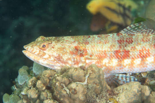 Image of Variegated lizardfish