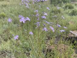 Image of Jamesbrittenia macrantha (Codd) O. M. Hilliard