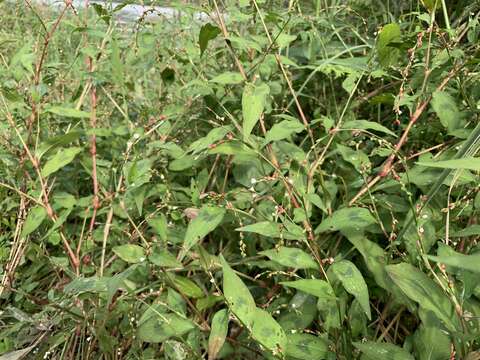 Sivun Persicaria pubescens (Bl.) Hara kuva