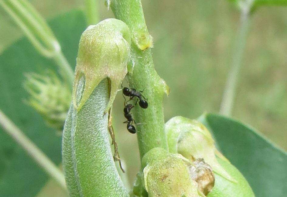 Image of Crotalaria pallida var. pallida