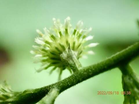 صورة Aster verticillatus (Reinw.) Brouillet, Semple & Y. L. Chen