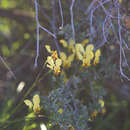 Image of Diuris hazeliae D. L. Jones & C. J. French