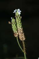 Image of Lavandula bipinnata (Roth) Kuntze