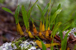 Image of Lily-of-the-valley orchid