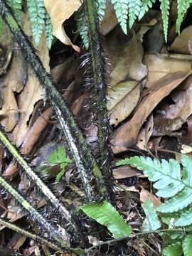 Image of Dryopteris namegatae (Kurata) Kurata