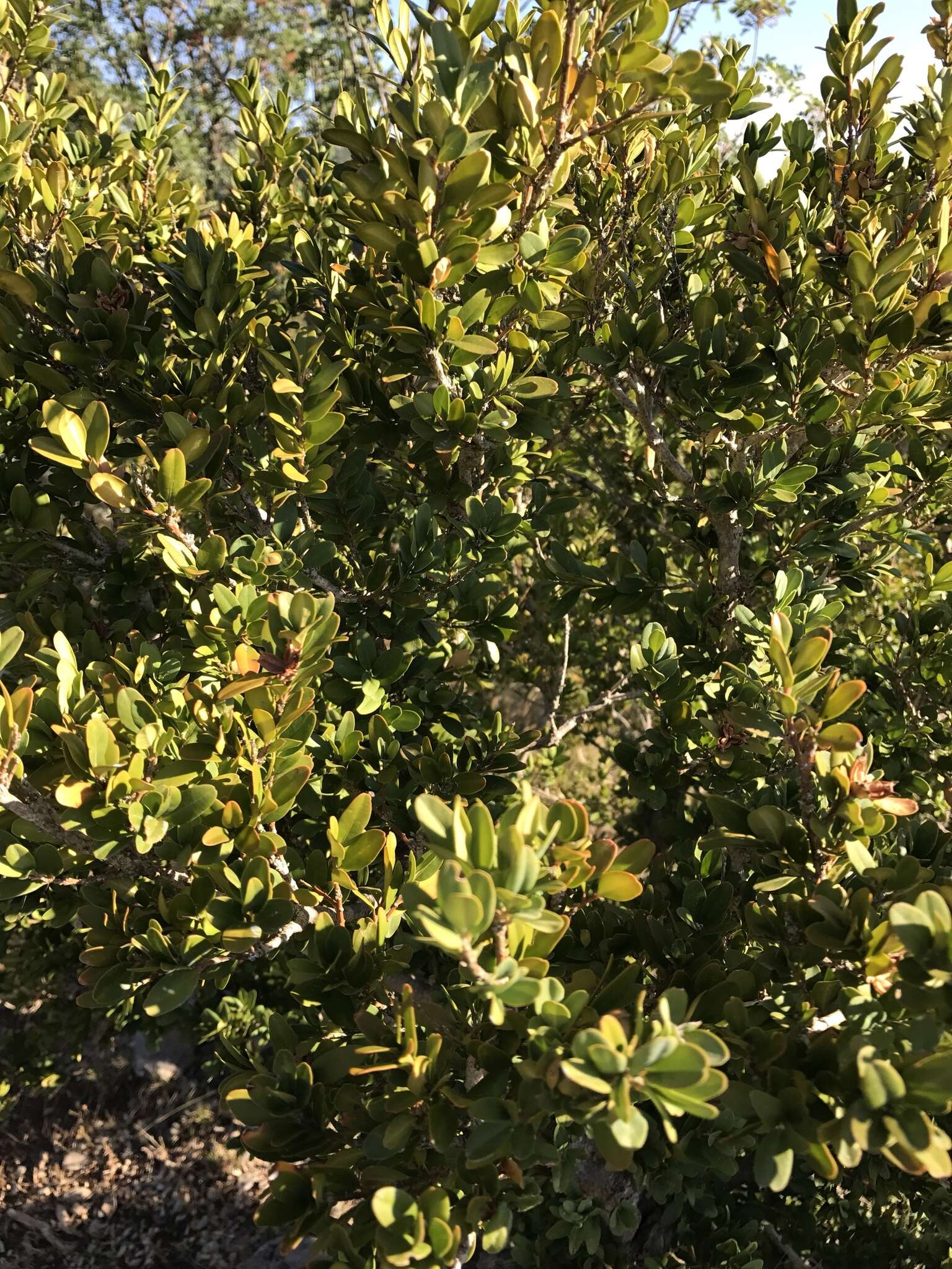 Sivun Buxus sempervirens L. kuva