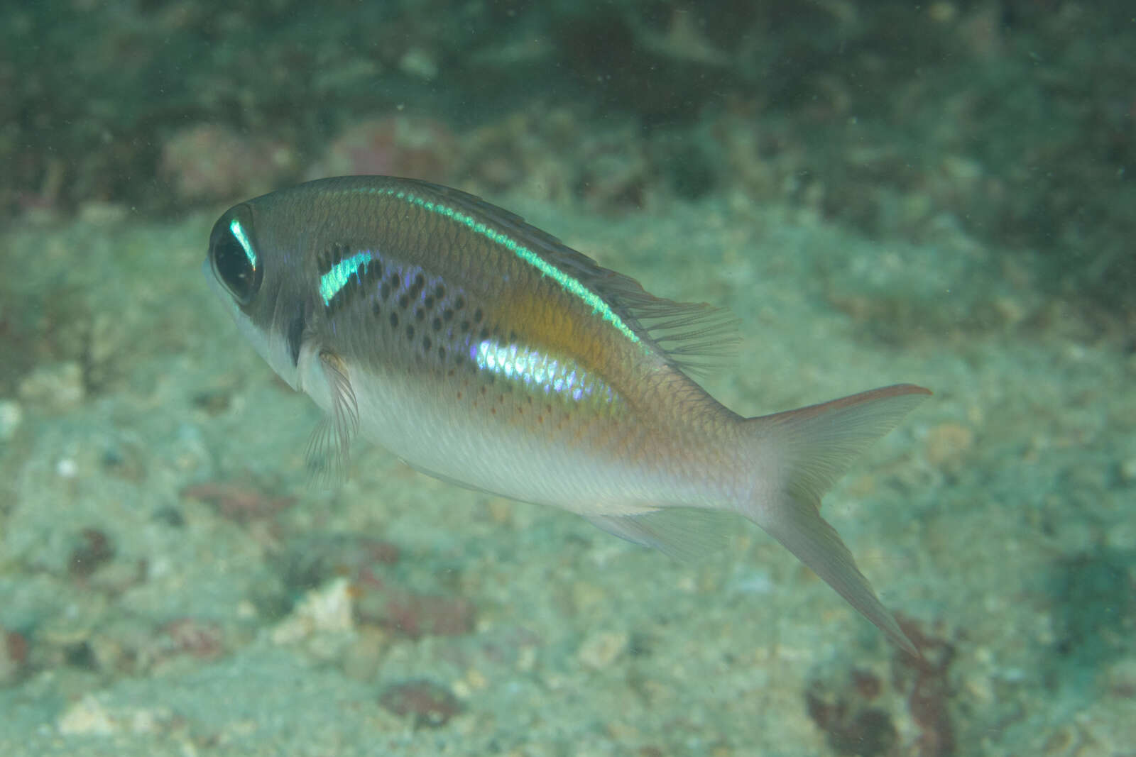 Image of Blue-stripe spinecheek