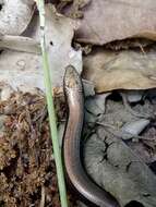 Image of Algerian Three-toed Skink