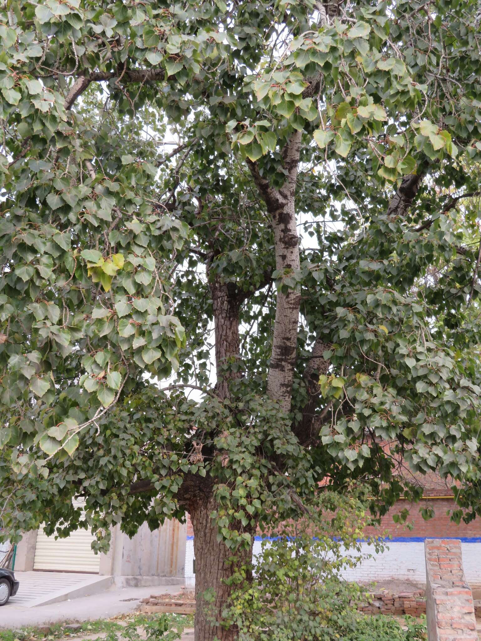 Image of Chinese white poplar