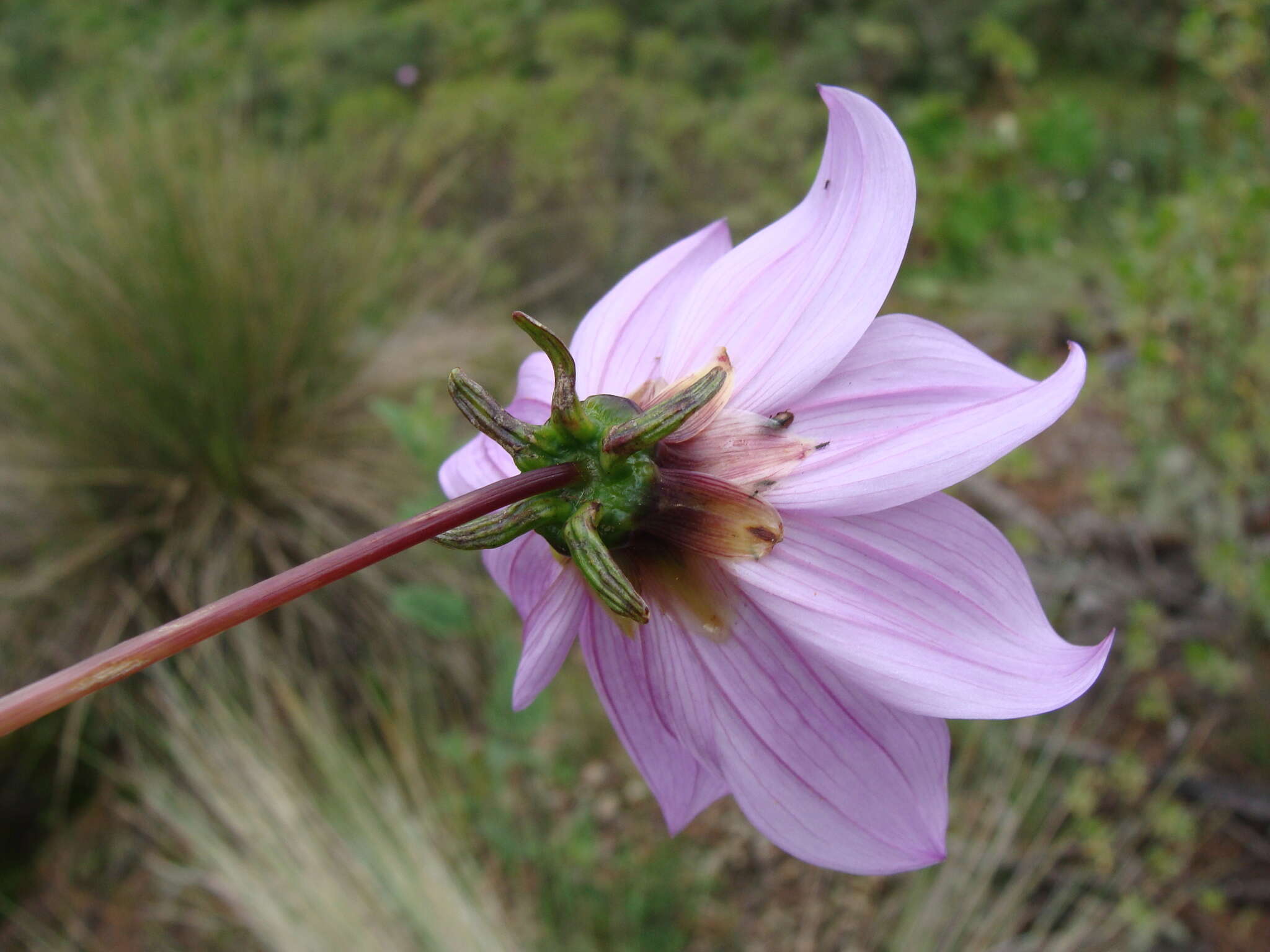 Image of Dahlia merckii Lehm.