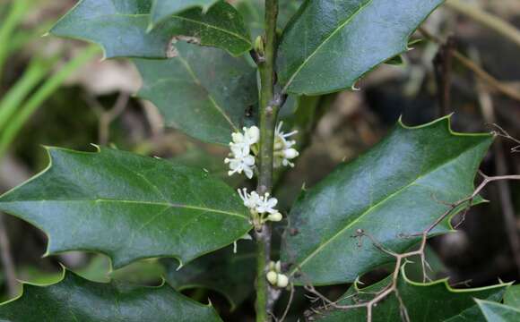 Image of Ilex colchica Pojark.