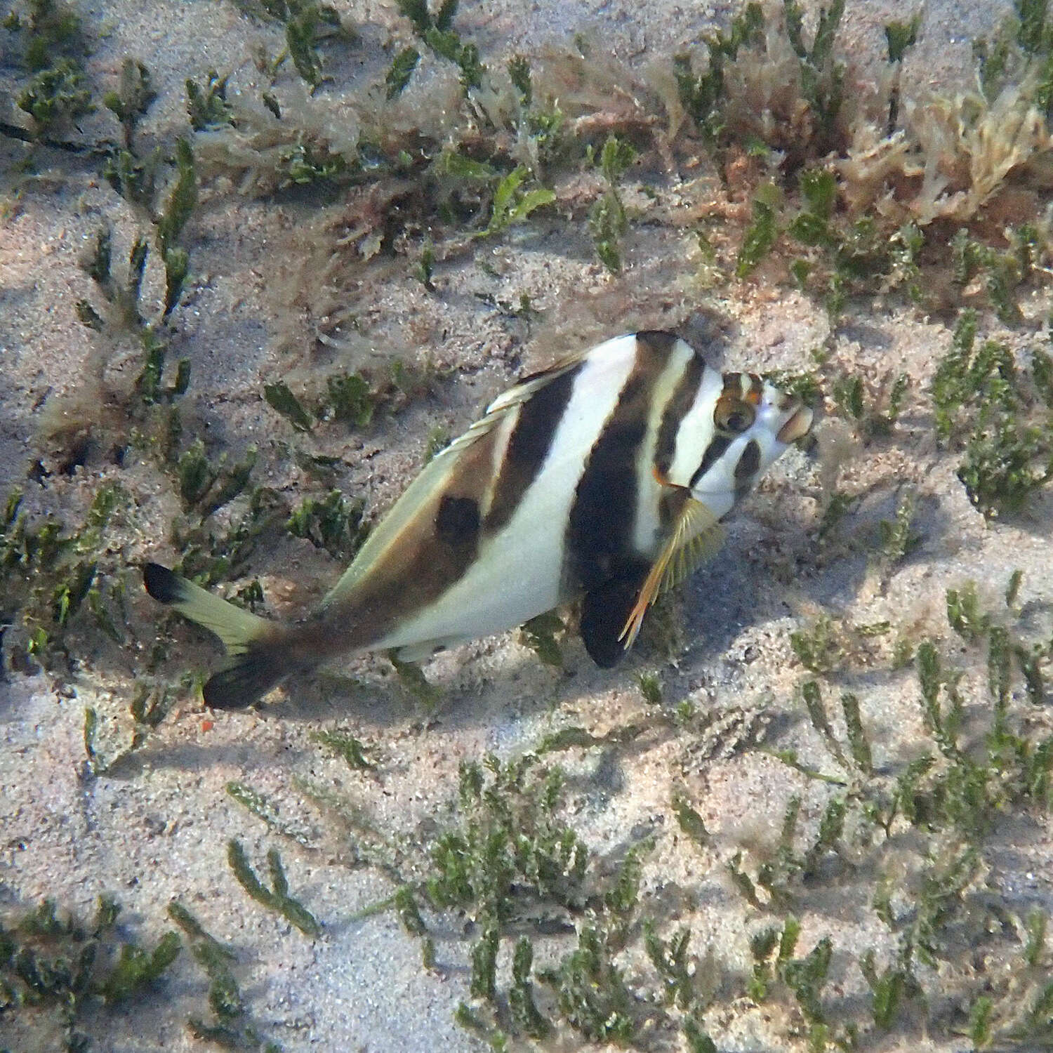 Image of Blacktip morwong