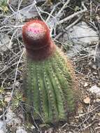 Image of Melocactus intortus subsp. intortus