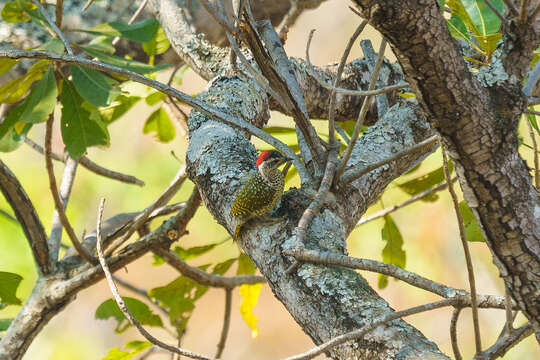 Image of Green-backed Woodpecker