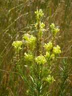 Image of Italian toadflax