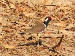 Image of Vanellus indicus atronuchalis (Jerdon 1864)