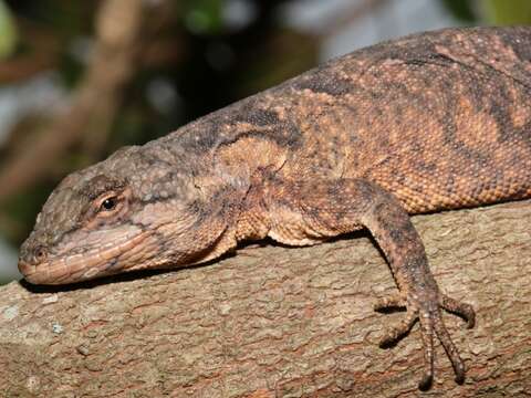 Image of Steppe iguanas