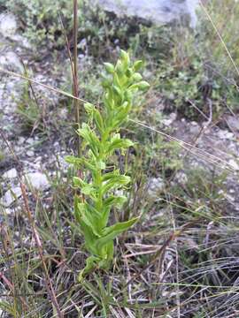 Image of Habenaria subauriculata B. L. Rob. & Greenm.