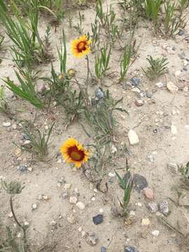 Image of Common perennial gaillardia