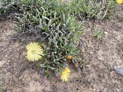 Image of Cephalophyllum framesii L. Bol.