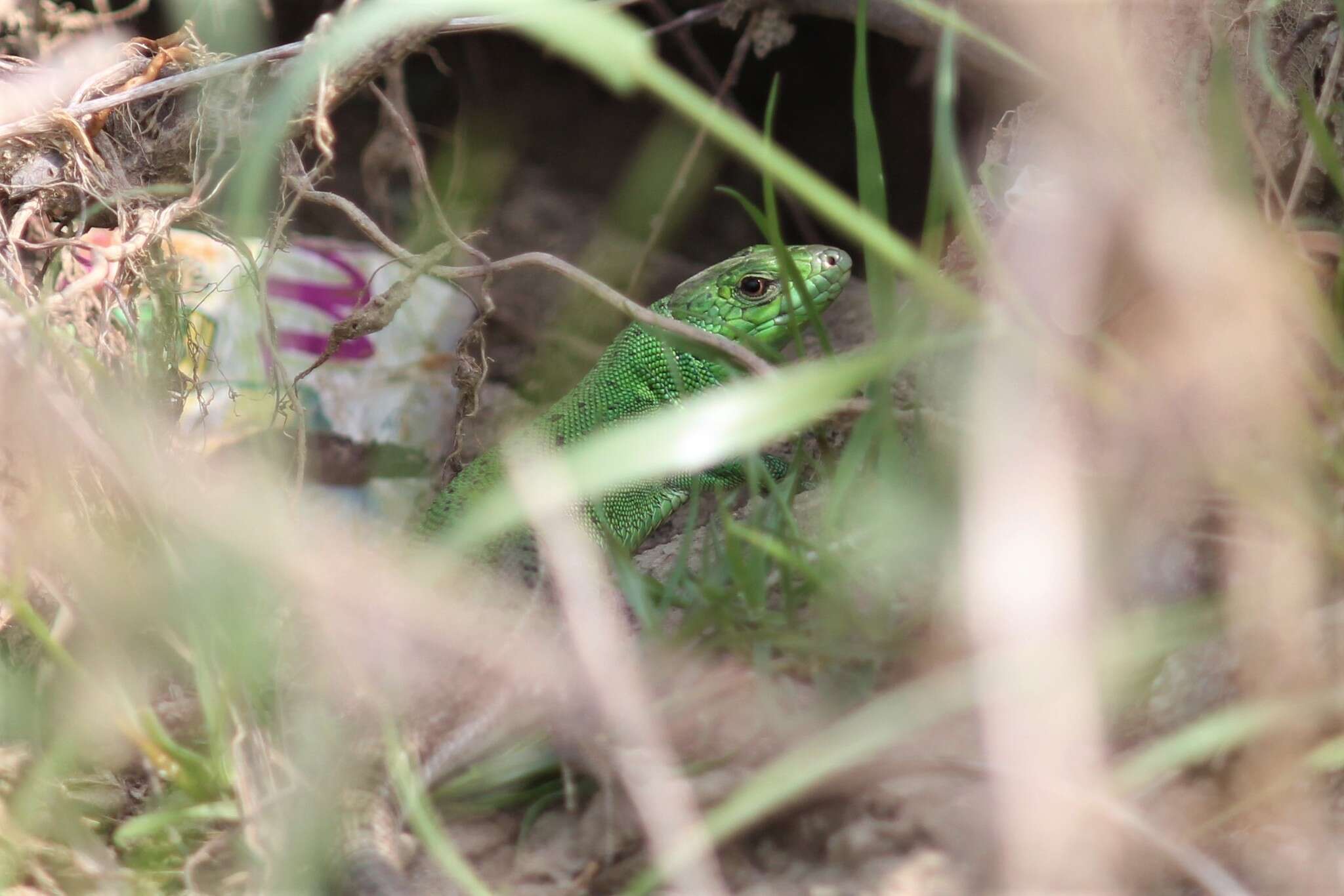 Image of Caucusus Emerald Lizard