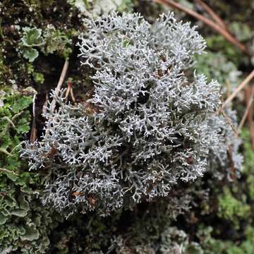 Image of fragile ball lichen