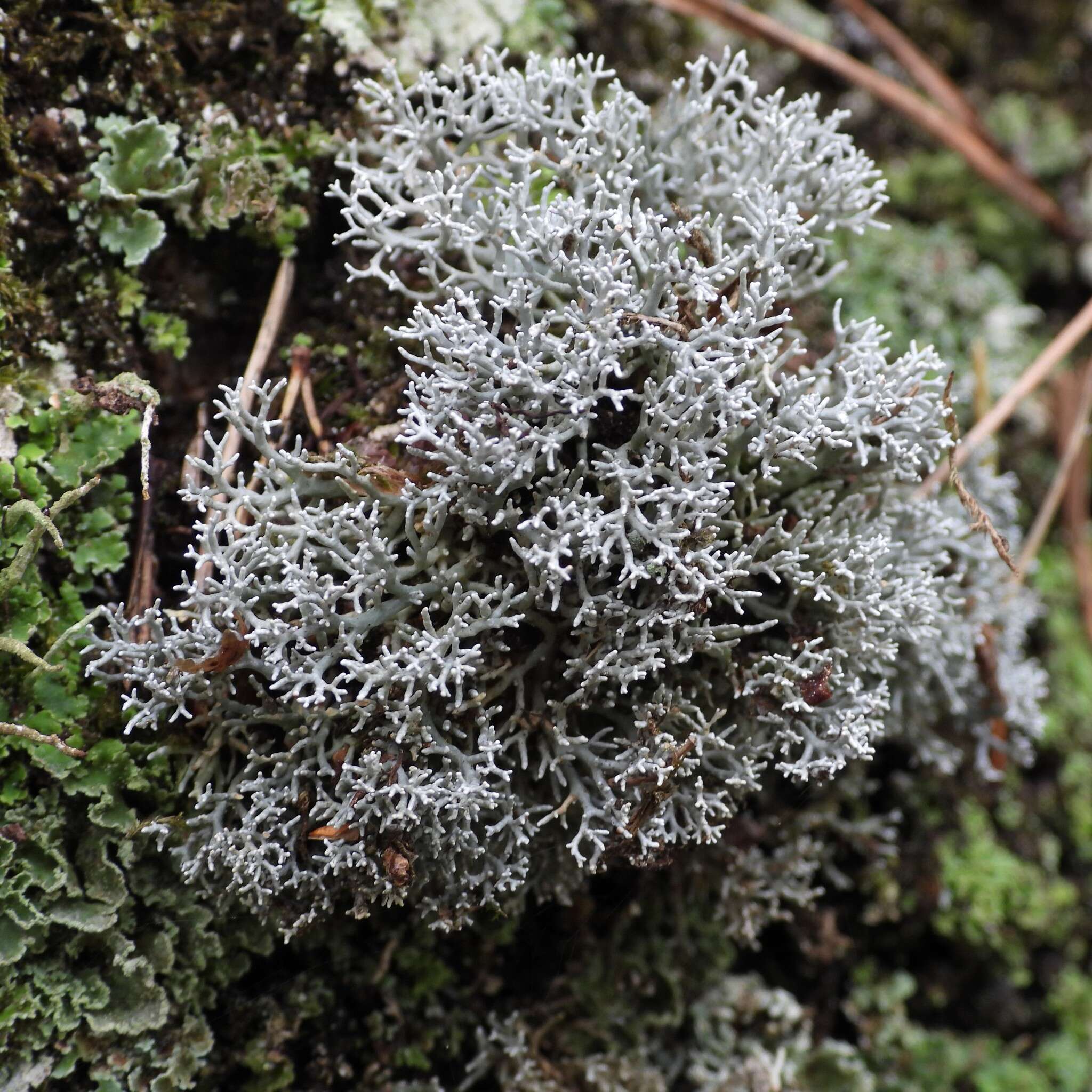 Image of fragile ball lichen