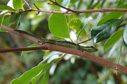 Image of Reunion Island day gecko