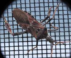 Image of Leaf-footed Pine Seed Bug