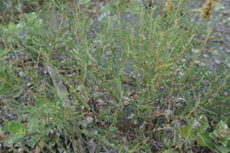 Image of Indigofera linifolia (L. fil.) Retz.