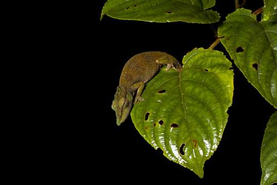 Image of Calumma tjiasmantoi Prötzel, Scherz, Ratsoavina, Vences & Glaw 2020