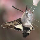 Image of Phaeton Primrose Sphinx