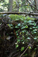 Plancia ëd Dolichorrhiza renifolia (C. A. Mey.) Galushko