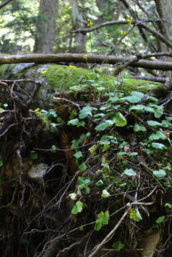 Plancia ëd Dolichorrhiza renifolia (C. A. Mey.) Galushko