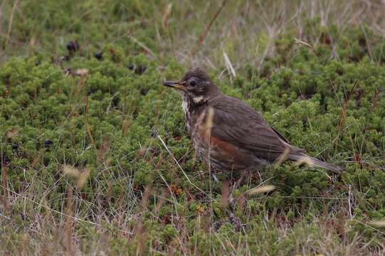 Sivun Turdus iliacus coburni Sharpe 1901 kuva