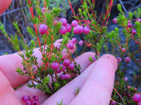 Image of Erica multumbellifera Tausch