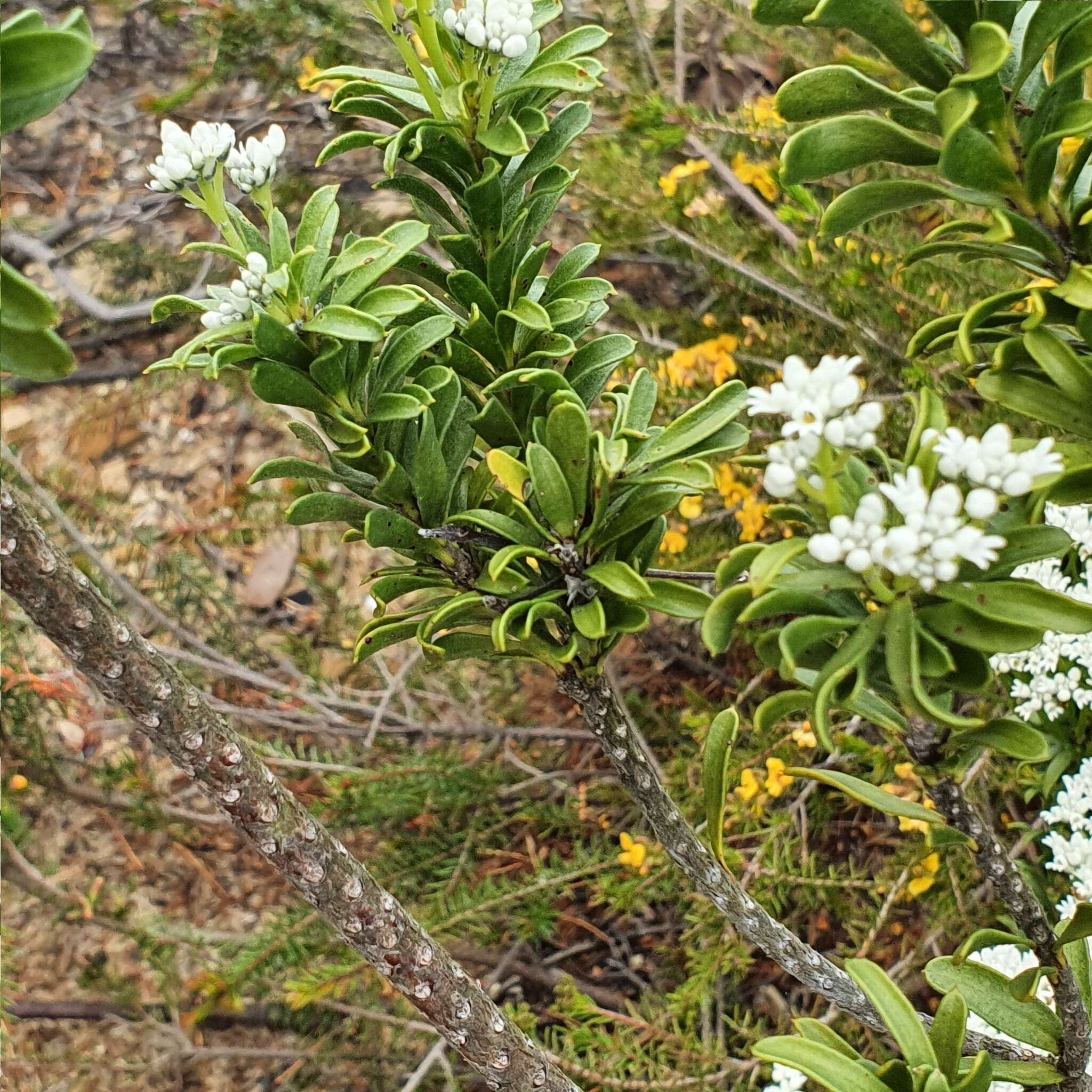 Image of Conospermum ellipticum Sm.