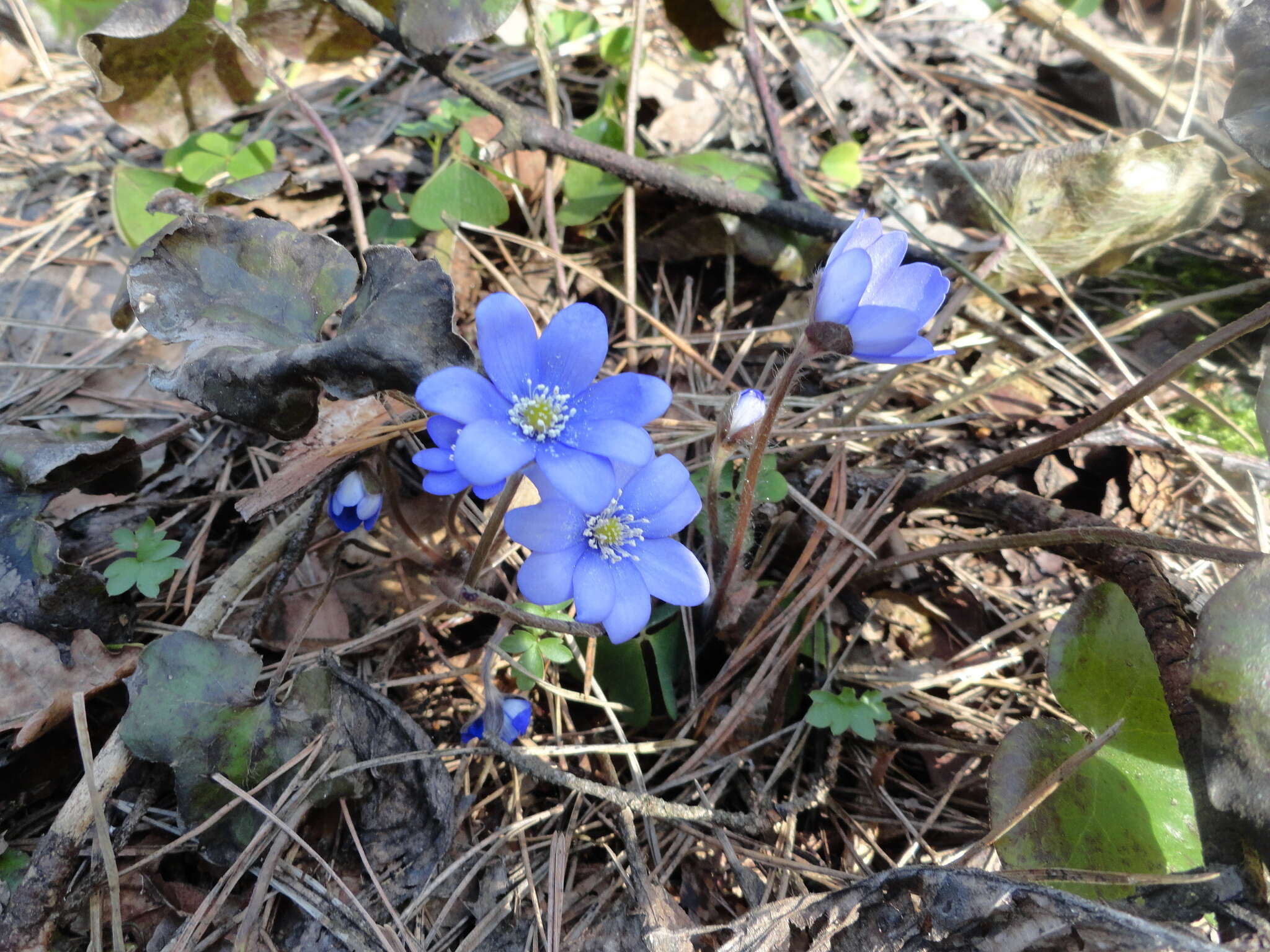 Plancia ëd Hepatica