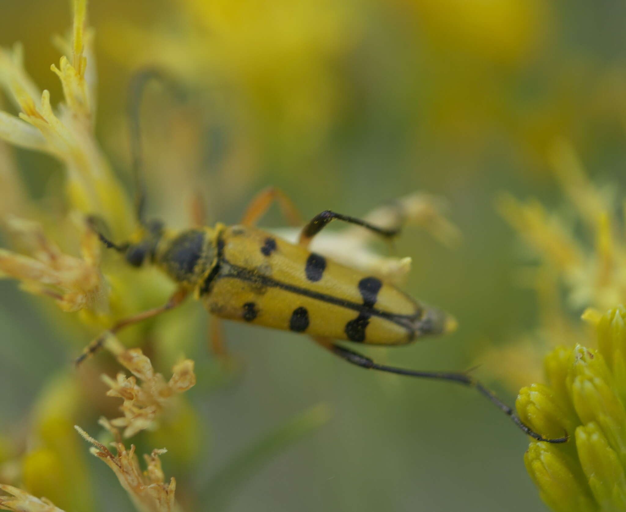 Imagem de Typocerus balteatus Horn 1878