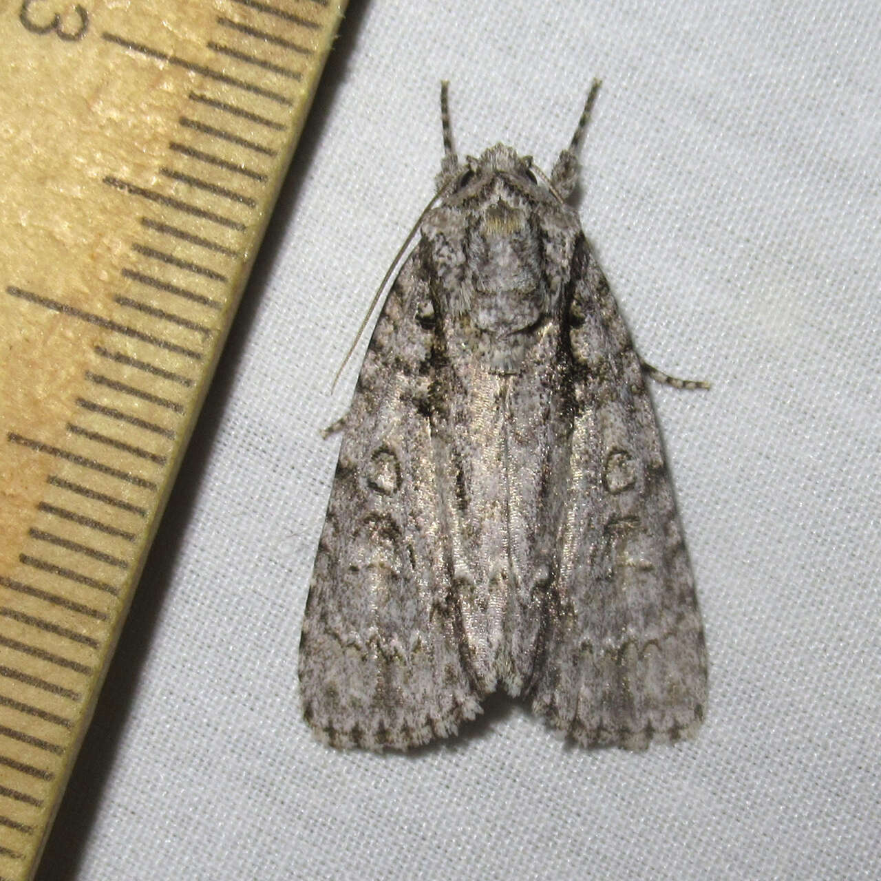 Image of Clear Dagger Moth