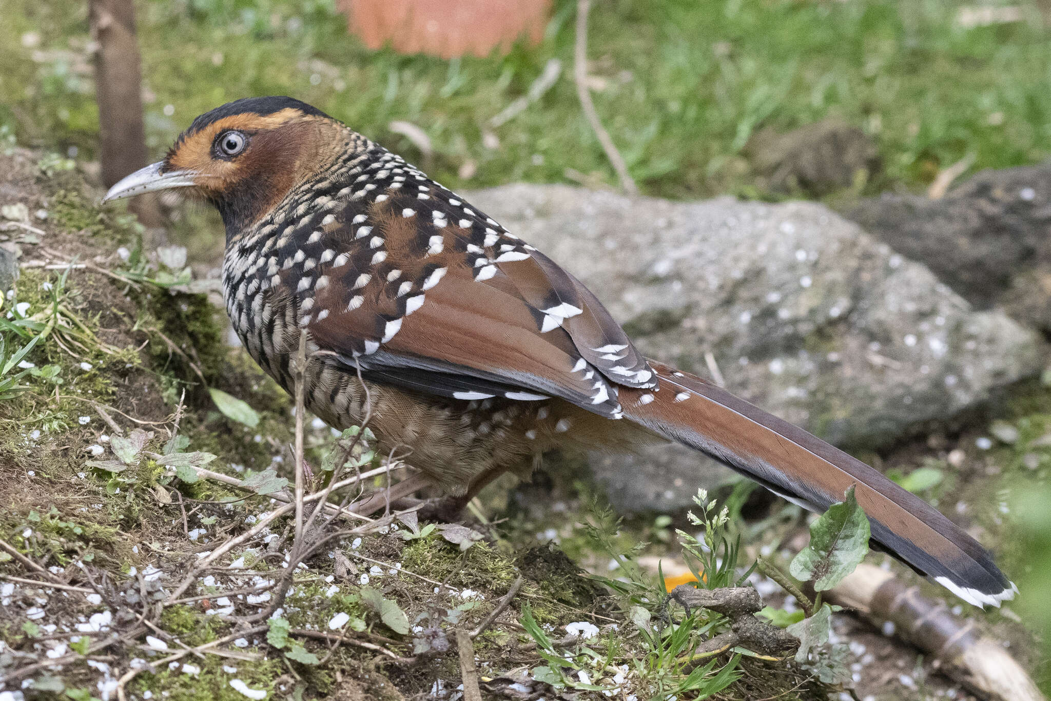 Image of Ianthocincla Gould 1835