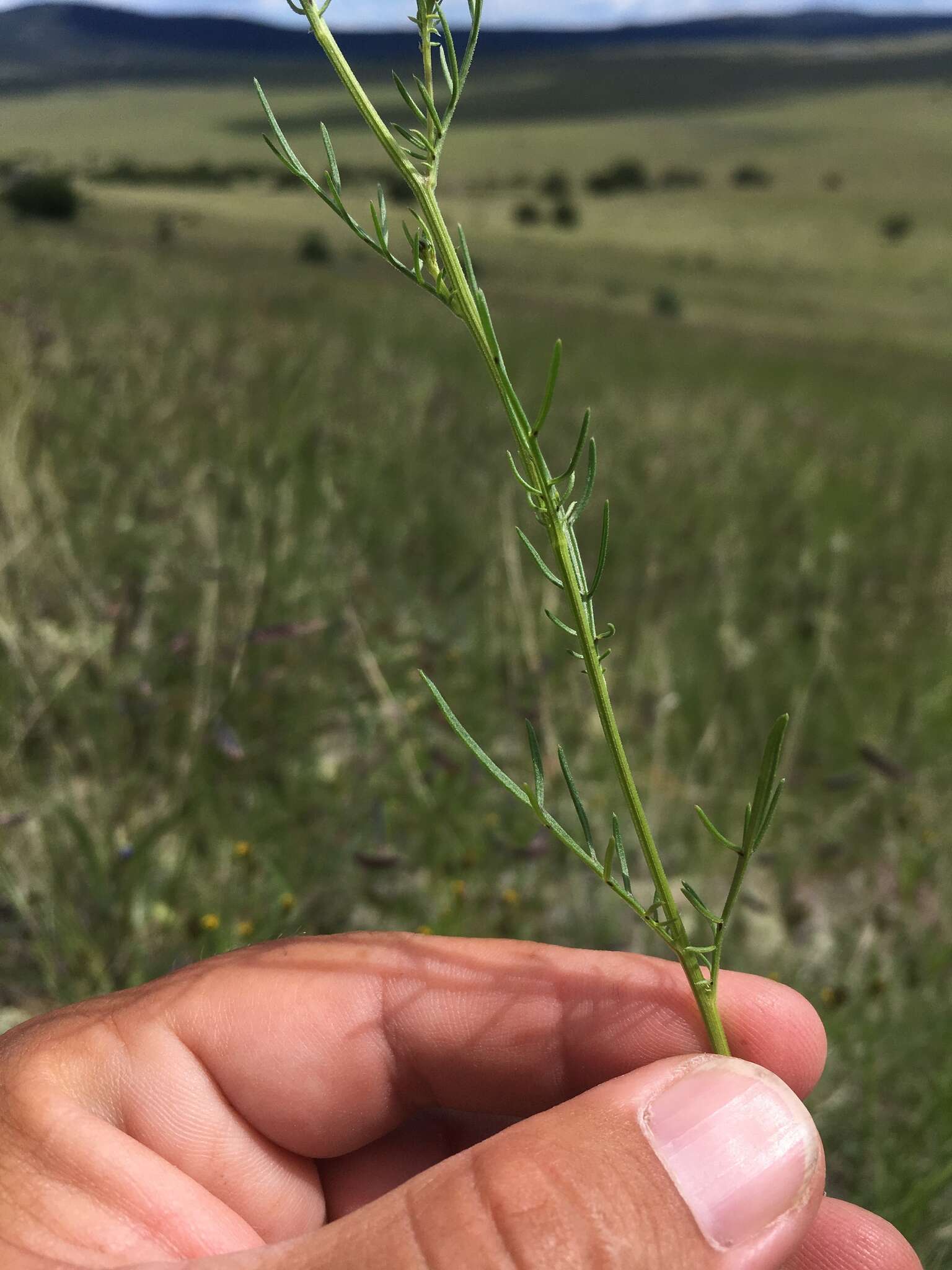 Image of Wright's dogweed