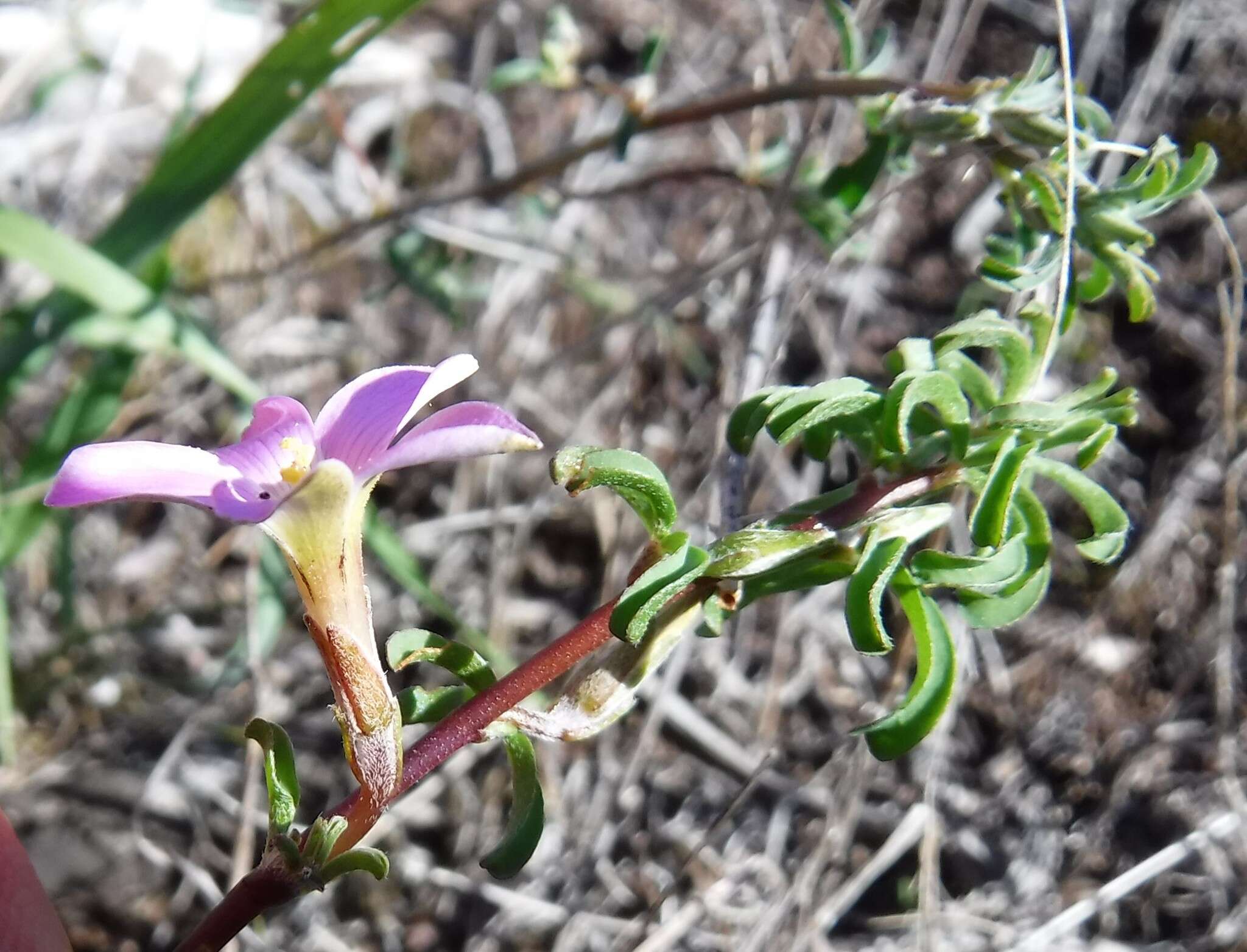 Image of Oxalis subsessilis L. Bolus