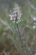 Image of Allium podolicum Blocki ex Racib. & Szafer